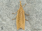  63.077 Chilo phragmitella female Copyright Martin Evans 