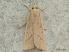  63.079 Calamotropha paludella Copyright Martin Evans 