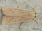  63.079 Calamotropha paludella Copyright Martin Evans 
