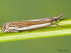  63.081 Crambus pascuella Copyright Martin Evans 
