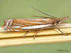 63.082 Crambus silvella Copyright Martin Evans 