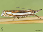  63.082 Crambus silvella female Copyright Martin Evans 