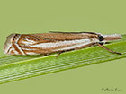  63.083 Crambus uliginosellus Copyright Martin Evans 
