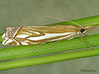  63.085 Crambus pratella Copyright Martin Evans 