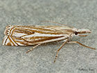  63.086 Crambus lathoniellus Copyright Martin Evans 
