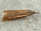  63.086 Crambus lathoniellus Copyright Martin Evans 