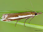  63.087 Crambus hamella Copyright Martin Evans 