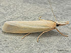  63.088 Crambus perlella Copyright Martin Evans 