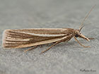  63.088 Crambus perlella Copyright Martin Evans 