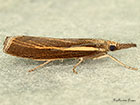  63.089 Agriphila tristella Copyright Martin Evans 