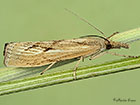  63.090 Agriphila inquinatella Copyright Martin Evans 