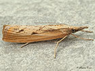  63.090 Agriphila inquinatella Copyright Martin Evans 