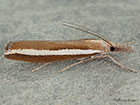  63.091 Agriphila latistria Copyright Martin Evans 