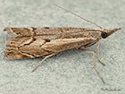  63.095 Agriphila geniculea Copyright Martin Evans 