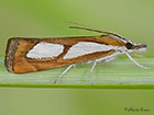  63.099 Catoptria pinella Copyright Martin Evans 