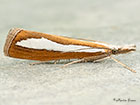  63.100 Catoptria margaritella Copyright Martin Evans 