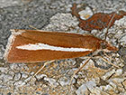  63.101 Catoptria furcatellus Copyright Martin Evans 