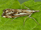 63.102 Catoptria falsella Copyright Martin Evans 