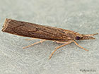  63.109 Pediasia contaminella Copyright Martin Evans 