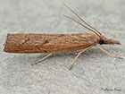  63.109 Pediasia contaminella Copyright Martin Evans 