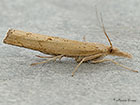  63.109 Pediasia contaminella Copyright Martin Evans 