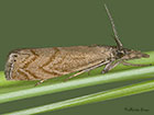  63.111 Platytes cerussella Copyright Martin Evans 
