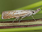  63.111 Platytes cerussella female Copyright Martin Evans 