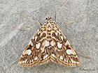  63.114 Elophila nymphaeata Copyright Martin Evans 