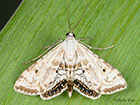  63.116 Cataclysta lemnata Copyright Martin Evans 