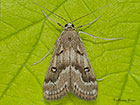  63.117 Parapoynx stratiotata Copyright Martin Evans 