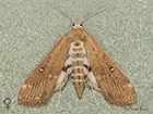  63.117 Parapoynx stratiotata female Copyright Martin Evans 