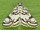  63.118 Nymphula nitidulata Copyright Martin Evans 