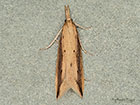  63.121 Donacaula forficella Copyright Martin Evans 