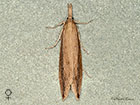  63.121 Donacaula forficella female Copyright Martin Evans 