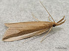  63.122 Donacaula mucronella Copyright Martin Evans 