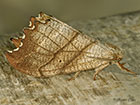  65.001 Scalloped Hook-tip Copyright Martin Evans 