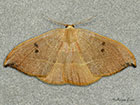  65.0021 Spiny Hook-tip Copyright Martin Evans 