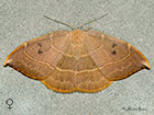  65.0021 Spiny Hook-tip female Copyright Martin Evans 