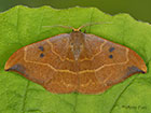  65.002 Oak Hook-tip Copyright Martin Evans 