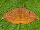  65.002 Oak Hook-tip female Copyright Martin Evans 