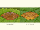  65.002 Oak Hook-tip and Barred Hook-tip Copyright Martin Evans 