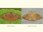  65.002 Oak Hook-tip and spiny Hook-tip Copyright Martin Evans 
