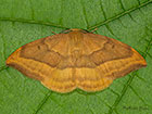  65.003 Barred Hook-tip Copyright Martin Evans 
