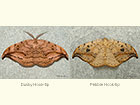  65.004 Dusky Hook-tip and Pebble Hook-tip Copyright Martin Evans 