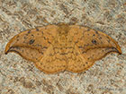  65.005 Pebble Hook-tip Copyright Martin Evans 
