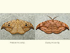  65.005 Pebble Hook-tip and Dusky Hook-tip Copyright Martin Evans 