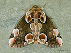  65.008 Peach Blossom Copyright Martin Evans 