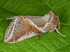 65.009 Buff Arches Copyright Martin Evans 