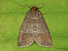  65.013 Common Lutestring Copyright Martin Evans 