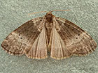  65.013 Common Lutestring Copyright Martin Evans 